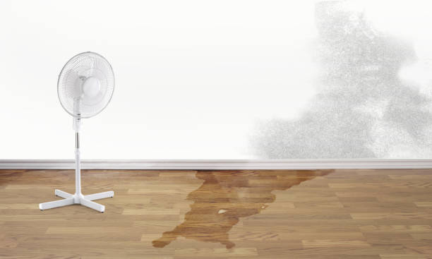 Best Flood restoration services  in Waterloo, IL